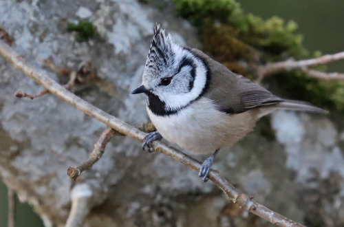 Crested tit/tofsmes.