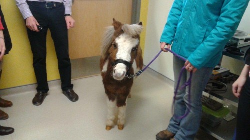 pony that was brought into class