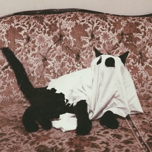 williamcrisafi:My ghostcat