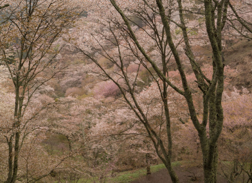 90377:Cherry tree - Nara Yoshino by Kashinkoji