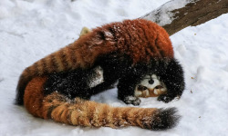  Red panda in the snow. 