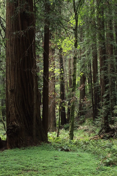 matchbox-mouse: From hiking in Muir Woods, CA.