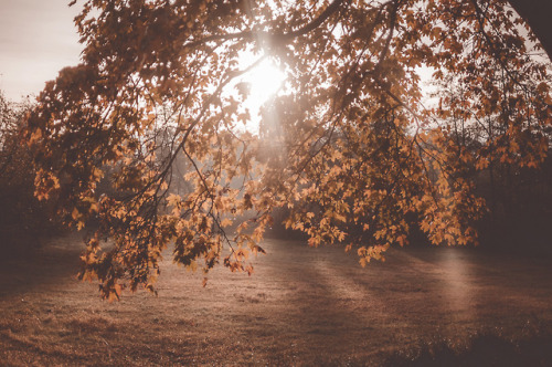 pixelcoder:Dreams of you - German Woodlands - October 2k18IG: https://instagram.com/lutz.heidbrink/