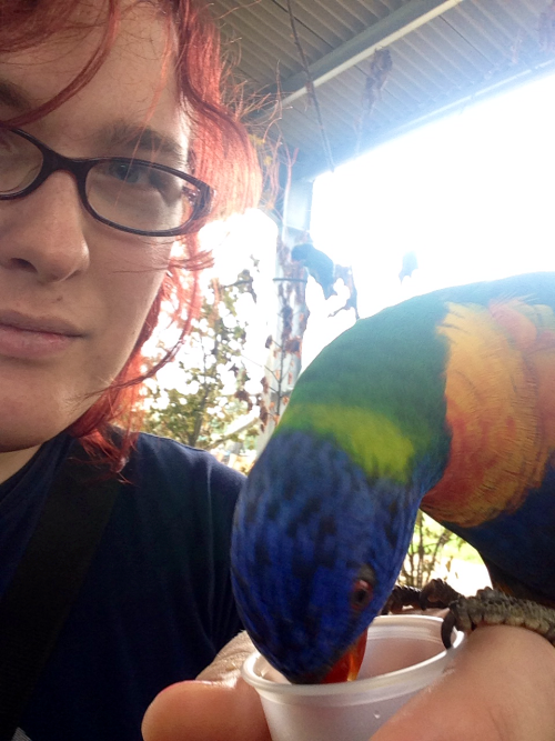 Lorikeet selfies return! with bonus photo of a birb who landed on my phone, over the camera.