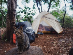 dirtlegends:  Camper the camp cat.
