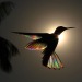 trulyvincent:Light diffracting through hummingbird wings