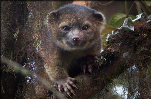 OlinguitoThe olinguito is a part of the raccoon family and was discovered in 2013 by the Smithsonian