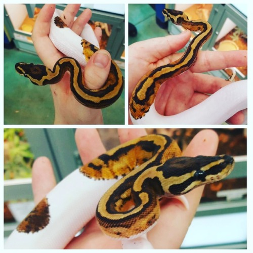 hartdegenhabitats: My dream snake &lt;3 &lt;3