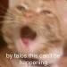 rohypenol:here’s some cat memes i made bc i’m upsetti 