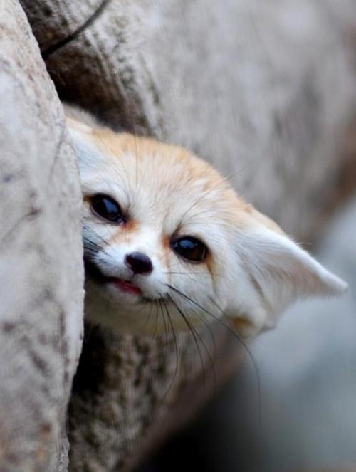 death-by-lulz:  pleatedjeans:  An Ode to the Fennec Fox (18 Pics)  Featured on a 1000Notes.com blog 