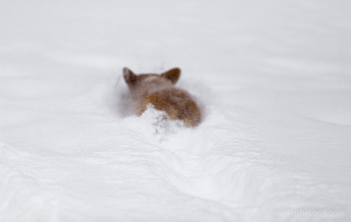 Corgi Search and Rescue Team - Deep Snow Division.