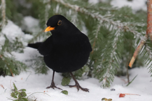 michaelnordeman:Blackbird/koltrast.