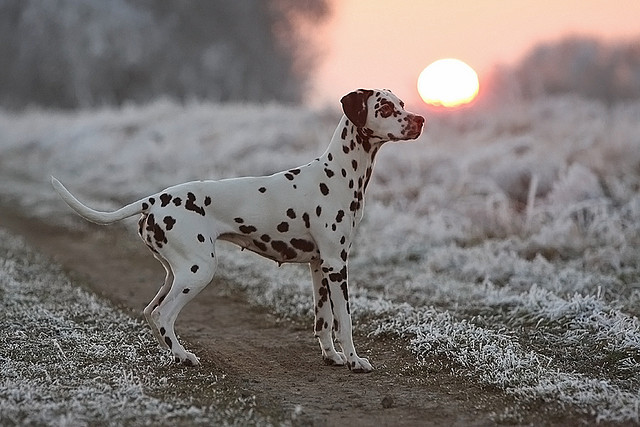 dogs-forever-and-always:  Dalmatian dog