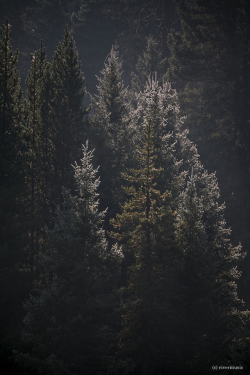 Painted with Starlight: A Spruce-Fir forest sparkles in the morning dew, Soda Butte Creek, Yellowsto