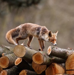 beautiful-wildlife:Red Fox by Pim Leijen