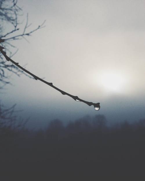 Calmly waiting for the drop #calm #quiet #tranquility #winter #fog #mist #still #drop #twig #stroll 