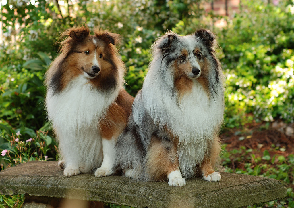 handsome dogs for you in these trying times