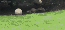 4gifs:Squirrel plays with ball in backyard.