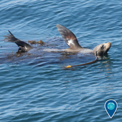 noaasanctuaries:  Oh hi – it’s good to sea lion you!While it may look like this sea lion in Cordell Bank National Marine Sanctuary is waving, it’s likely actually regulating its temperature. Sea lions use their flippers to help cool down. Their