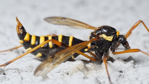 onenicebugperday:Giant wasp-mimic crane flies in the genus Ctenophora, Tipulidae, DipteraPhoto 1 by 