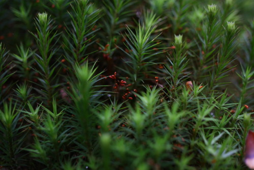 kartoffele:Nature photography by me © kartoffele​