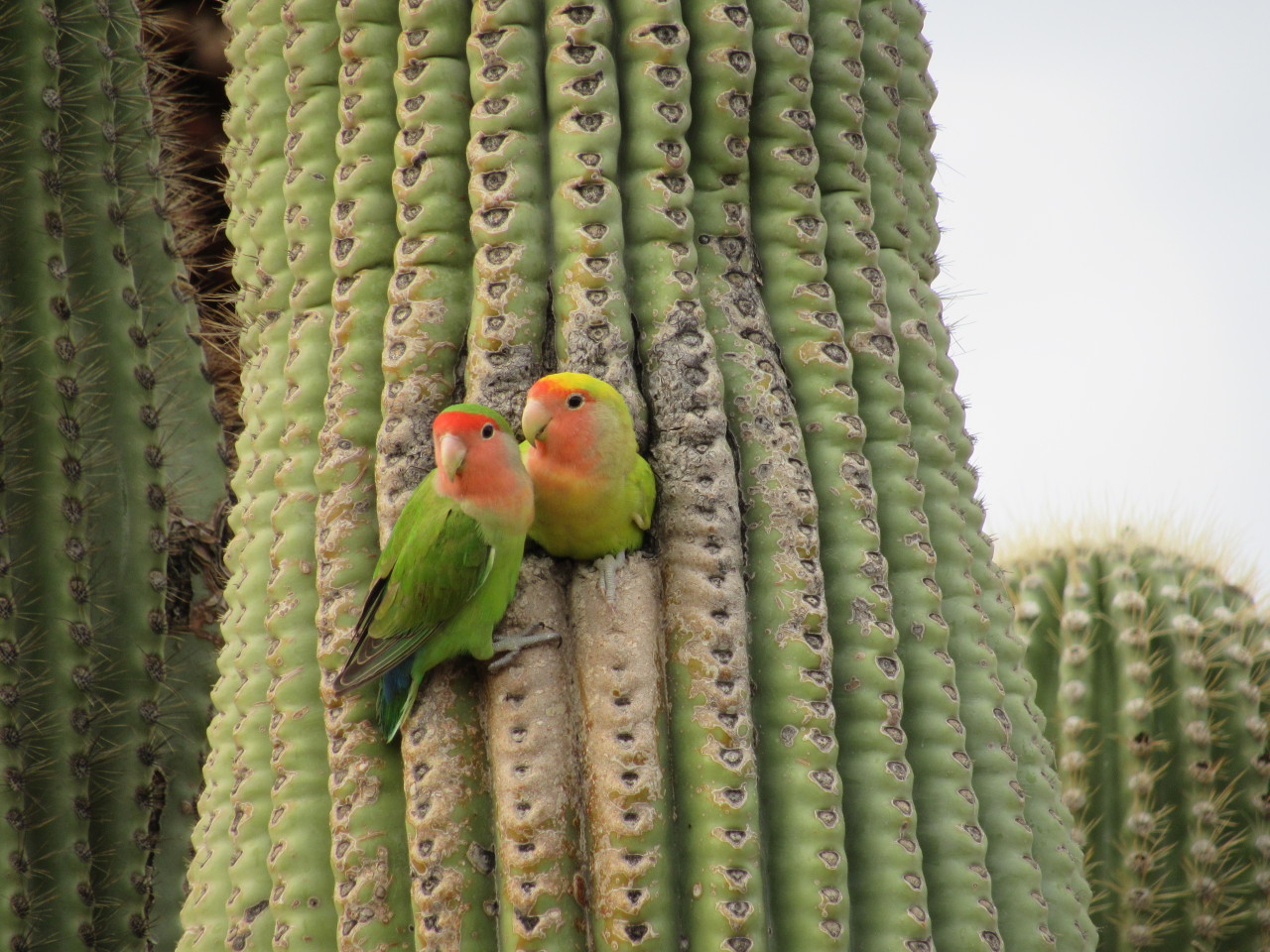 jackofalltradescrafting:
“Rosy-faced Lovebirds on a cactus in Paradise Valley, Arizona.
”