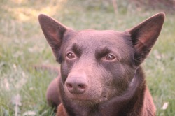 caramel-coyote:  Milo, 5-years old Australian kelpie