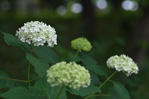 korurichocolat: アジサイ（アナベル）  Hydrangea arborescens ‘Annabelle’