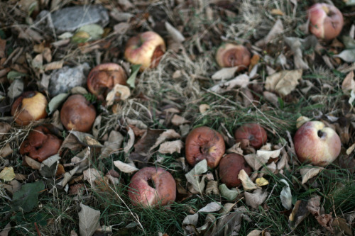 With autumn came pressed cider and bonfires of crackling leaves. The streets were bright with lanter