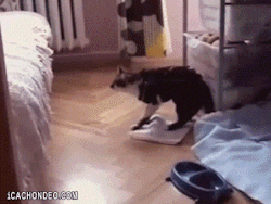 neonessgifs:  leave the tricks to the dogs…