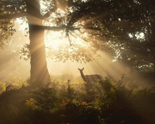 renamonkalou: Oh Deers!  Chaitanya DeshpandeErdő van idebenn. 