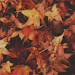 filosofiameraki:Hello September! 🍁Please, be lucky! ❤️