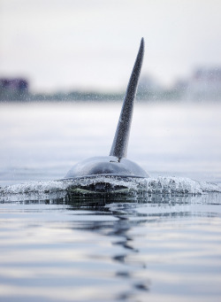 deepblueseawhales:  Killer Whale (by KSberg) 