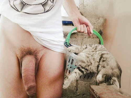likewildlife:  We love cats.