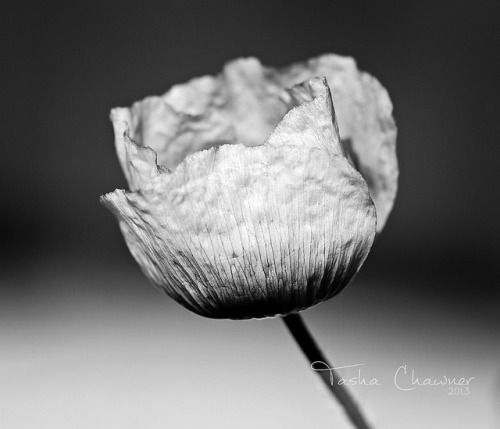 portu666:  Purple Flower in b&w by Tasha Chawner 