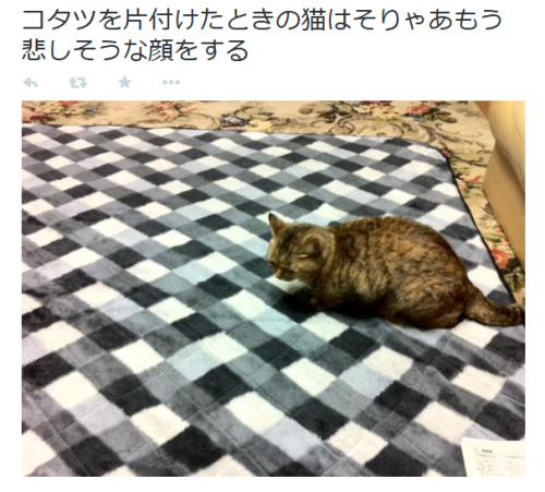 highlandvalley:  ななふしさんはTwitterを使っています: “コタツを片付けたときの猫はそりゃあもう悲しそうな顔をする http://t.co/moZ7waACwu” 