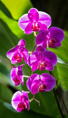 outdoormagic:  Orchids in the garden. Fairchild Tropical Botanic Garden. by pedro lastra on Flickr. 