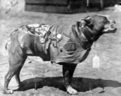 last-snowfall:  el-fridlo:  Sergeant Stubby,