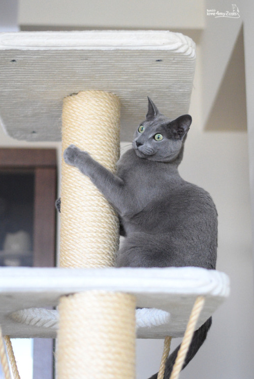 russian blue