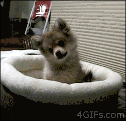4gifs:  Youtube teaches puppy to howl. Source with sound