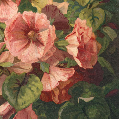 florealegiardini:Hollyhocks (detail), Julia McEntee Dillon (American, 1834-1918)