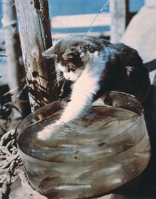 henk-heijmans: Fishing cat, 1960’s - by Dmitri Baltermants (1912-1990), Polish/Russian