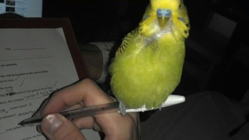 Helping me with the correction of some exams.