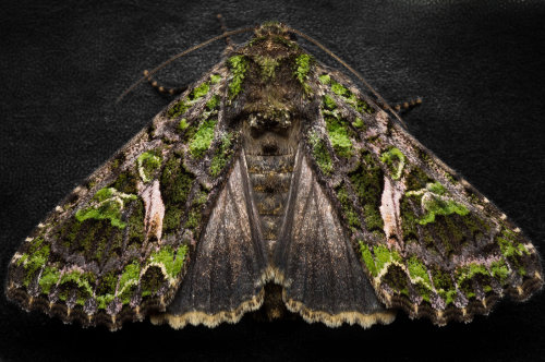 oakapples:  The Orache Moth, Trachea atriplicis. This species was once common in the Fenland around Cambridge, but has not been recorded breeding here since 1915. Migrants from the continent occasionally turn up on the south and east coasts of England.