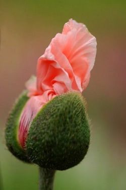 janetmillslove:  Oriental Poppy bloom moment love 