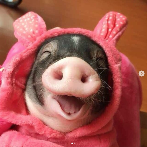 thesassypigs: So cuteeeee(Source)