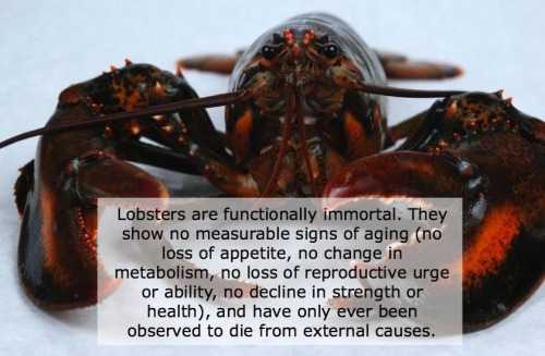 noitemsfoxonlyfinaldestination: veganbeard: Leave it to humans to exterminate them. :-( don’t 