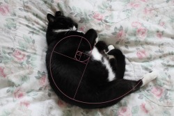 unflatteringcatselfies:  chubby but mathematically perfect