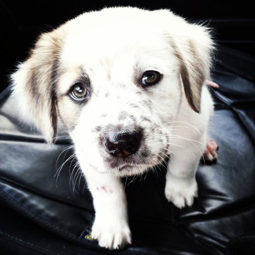 cute-overload:  Someone left this little guy under a car. Meet Pebble!http://cute-overload.tumblr.com 