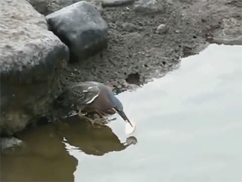 importantbirds: killdeercheer: sizvideos: This heron is using bread as bait to catch fish - Video AW